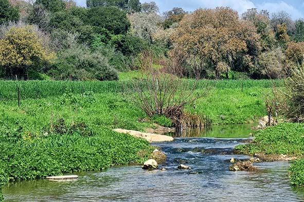 שביל-נחל-ציפורי-פנינה-צייזלר-קקל
